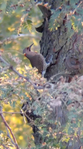 Northern Flicker