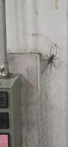 Southern House Spider