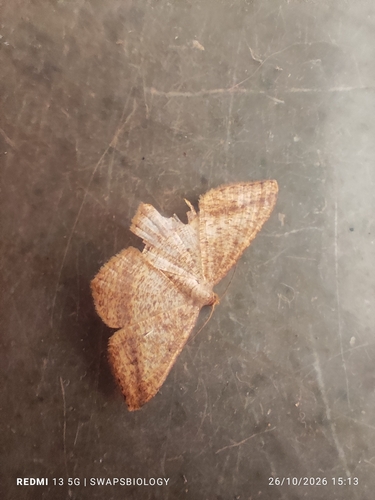 Chiasmia fidoniata