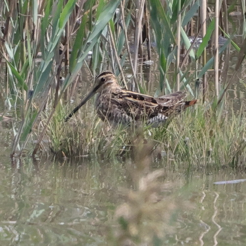 Common Snipe