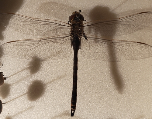 Emperors and Green Darners
