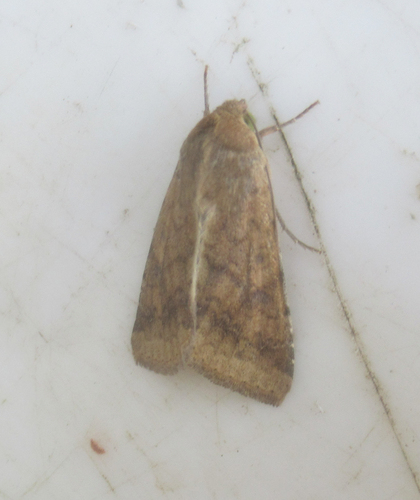 Corn Earworm Moth