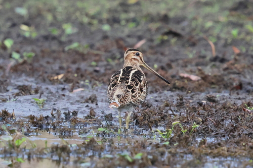 Latham's Snipe