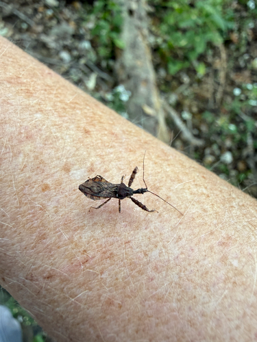 Spiny Assassin Bug