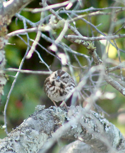 Song Sparrow