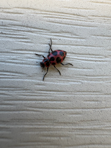 Spotted Pink Lady Beetle