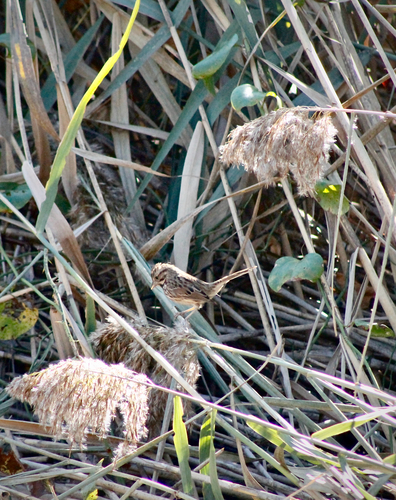 Song Sparrow