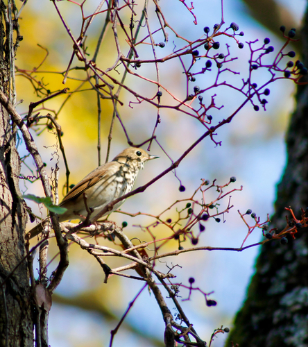 Hermit Thrush