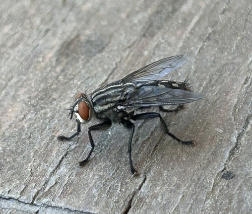 Cryptic carnaria-group Flesh Flies