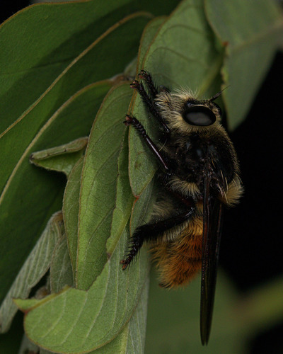 Moscas Caza Abejas