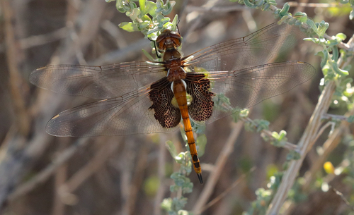 Red Saddlebags