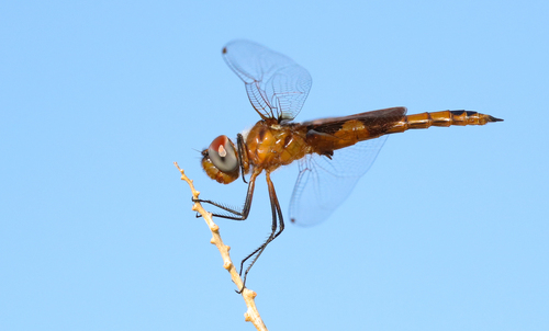Red Saddlebags
