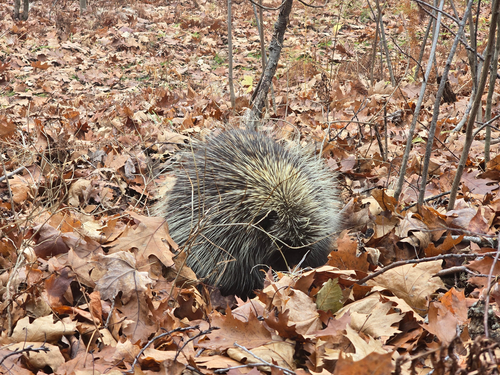 North American Porcupine