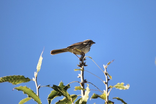 Song Sparrow