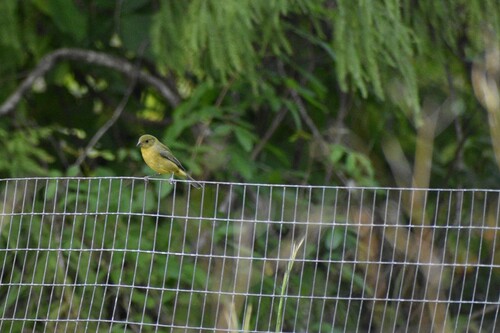 Painted Bunting