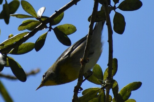 Northern Parula