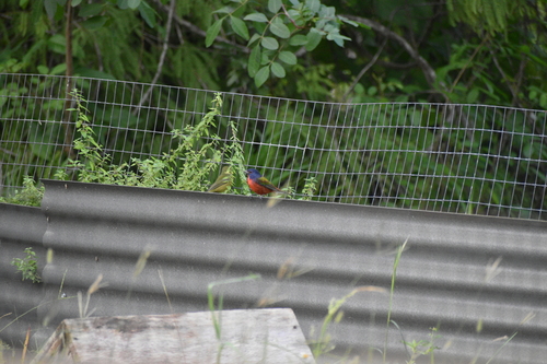 Painted Bunting