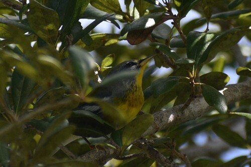 Northern Parula