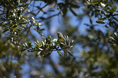 Northern Parula
