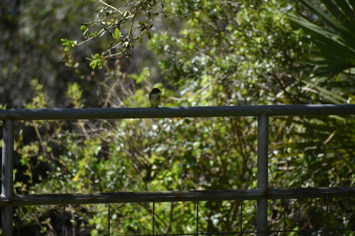 Eastern Phoebe