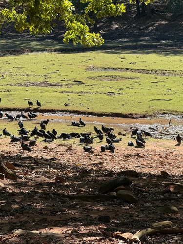Black Vulture