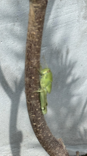 Gray Bird Grasshopper