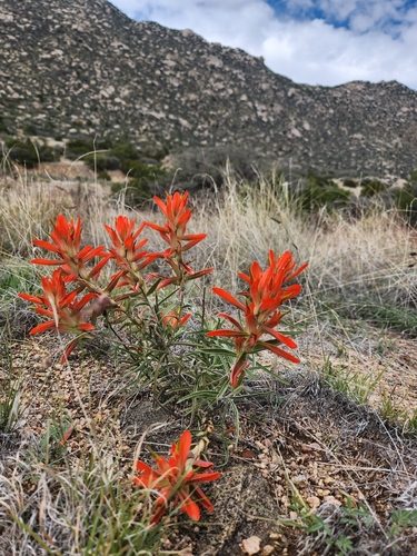 Wholeleaf Paintbrush