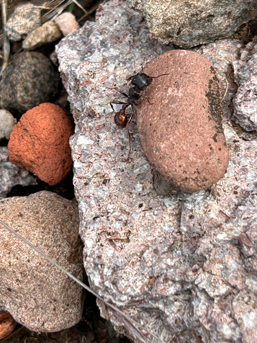Rough Harvester Ant