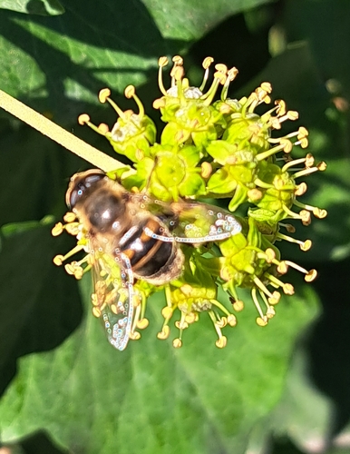 Eristalo tenace