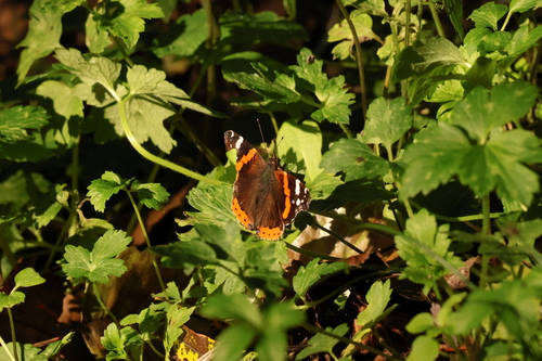 Vanessa atalanta