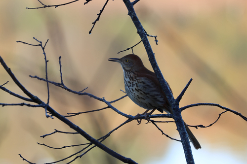 Brown Thrasher