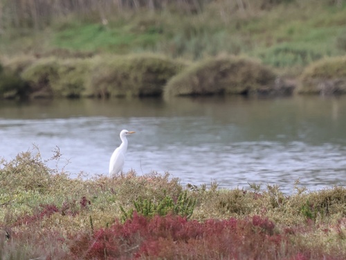 Western Cattle-Egret
