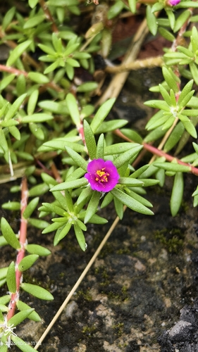 shaggy portulaca