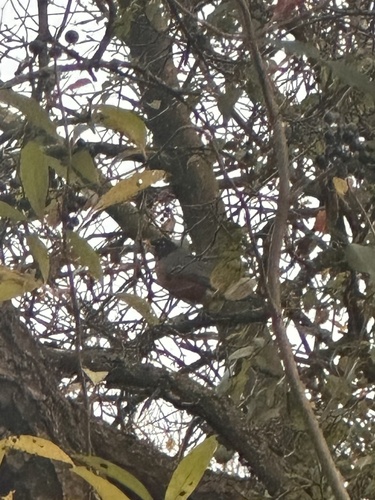 American Robin