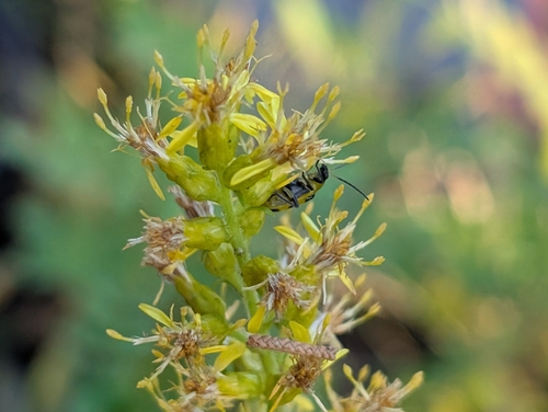 Spotted Cucumber Beetle