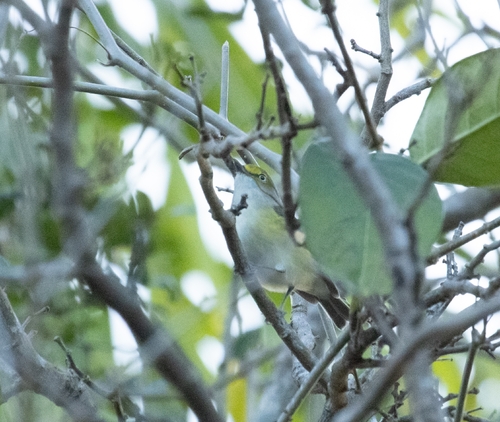 Vireo Ojos Blancos