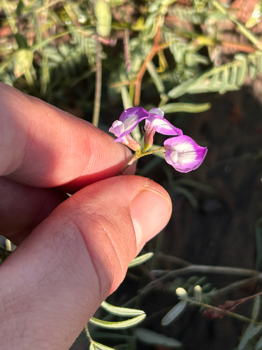 small-flowered milkvetch