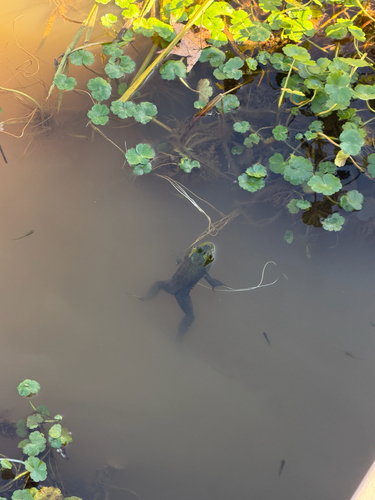American Bullfrog