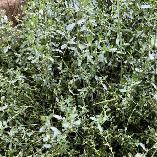 Polygonum aviculare