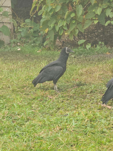 Black Vulture