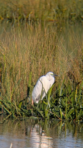 Great Egret