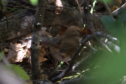 Hermit Thrush