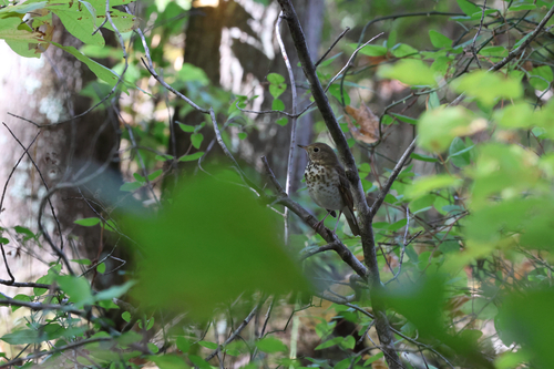 Hermit Thrush