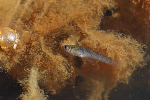 Eastern Mosquitofish