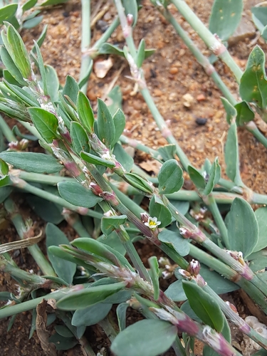 Prostrate Knotweed