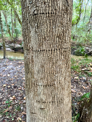 Yellow-bellied Sapsucker