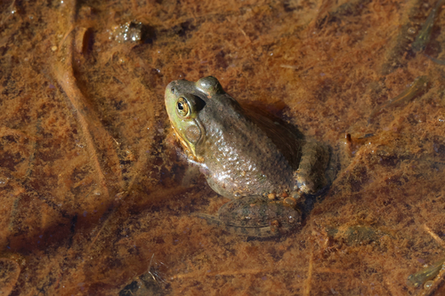 American Bullfrog