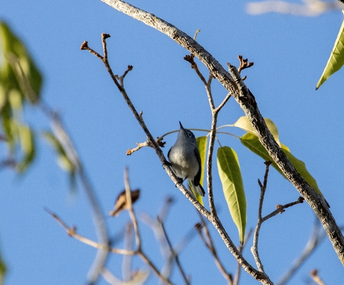 Perlita Azulgris