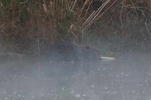 American Beaver