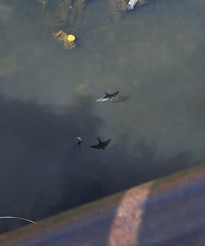 Golondrina tijereta